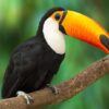 Tucan parado en rama