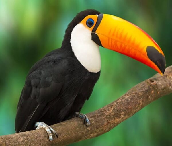 Tucan parado en rama