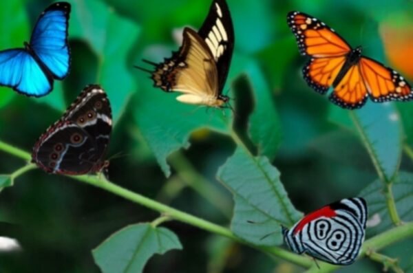 Mariposas de colores volando