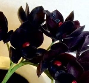 Hebras negras para blend de té argentino