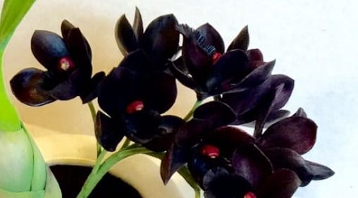 Hebras negras para blend de té argentino Hebras negras para blend de té argentino